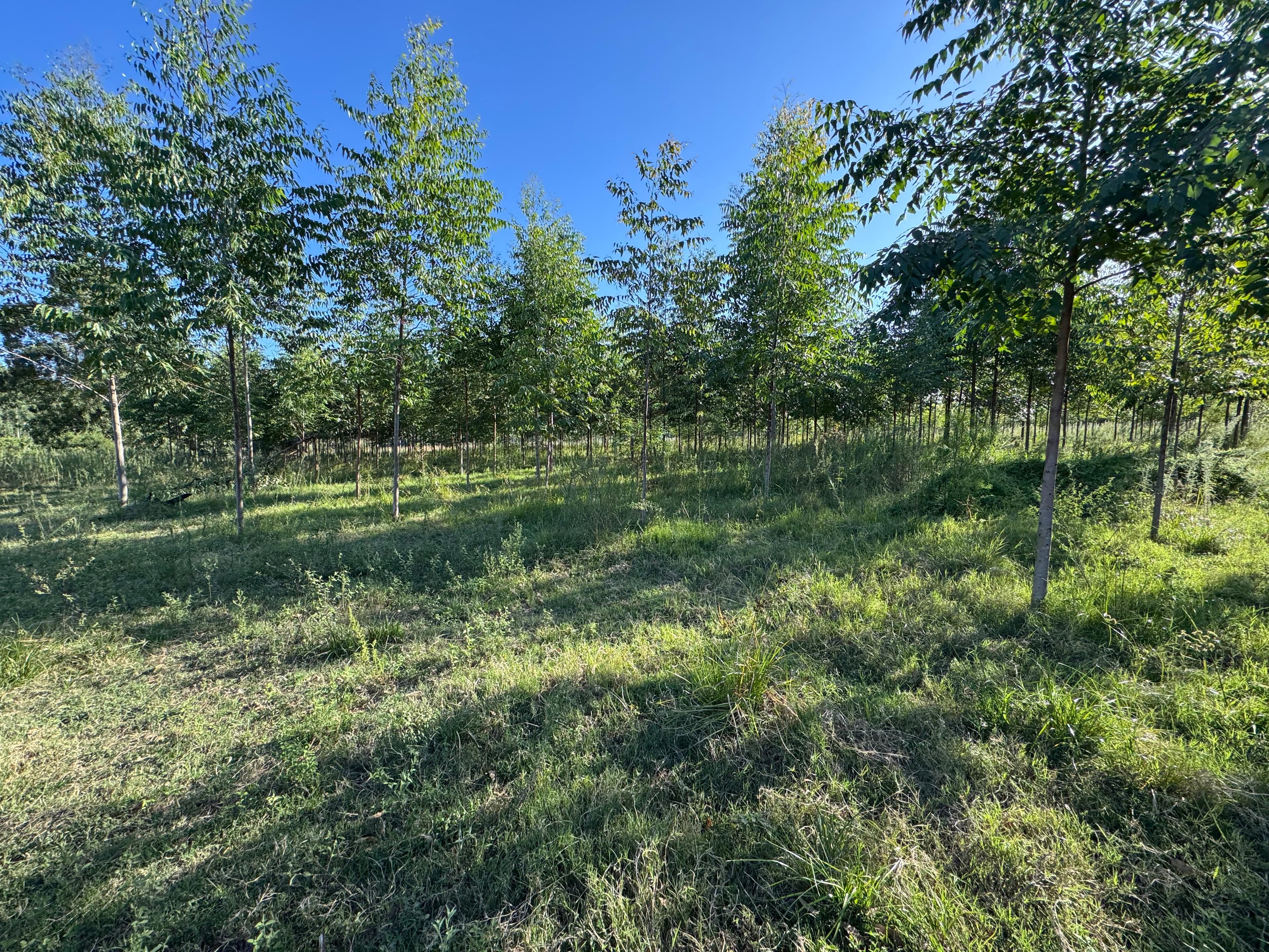 NUEVE (9) HÉCTAREAS FORESTADAS aproximadamente a 10 Km. de la ciudad de Monte Caseros